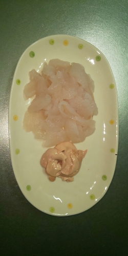 ドンコの釣果