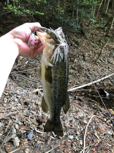 ラージマウスバスの釣果