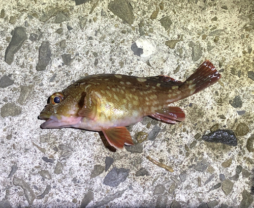 カサゴの釣果