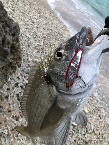 ミナミクロダイの釣果