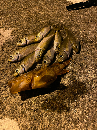 シーバスの釣果