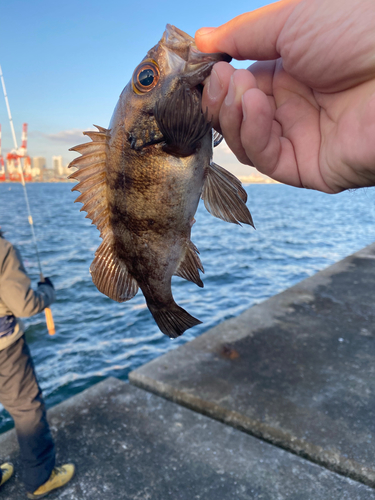 メバルの釣果