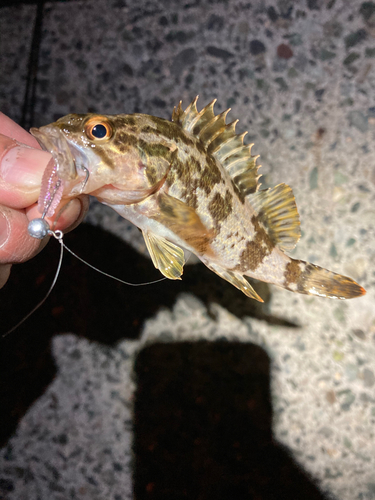 タケノコメバルの釣果