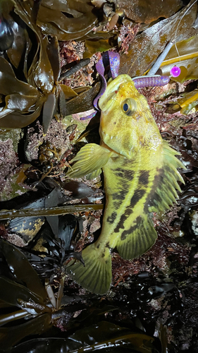 シマソイの釣果