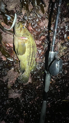 シマソイの釣果