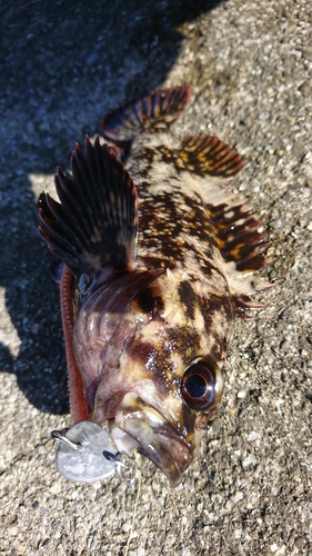 オウゴンムラソイの釣果