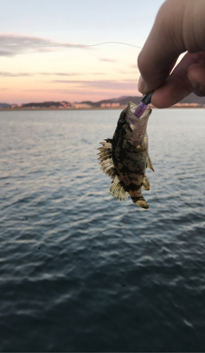 タケノコメバルの釣果