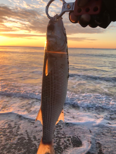 ボラの釣果