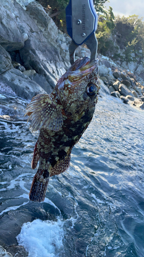 ガシラの釣果