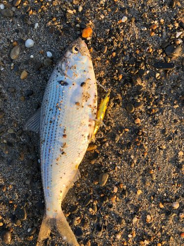 コノシロの釣果