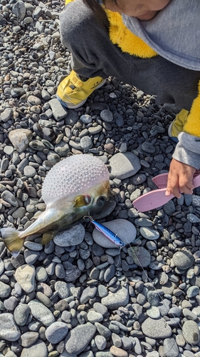 クサフグの釣果