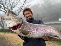 イトウの釣果