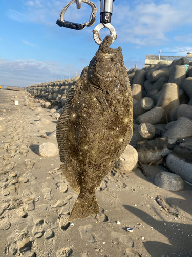 ヒラメの釣果