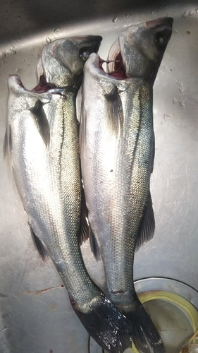 シーバスの釣果