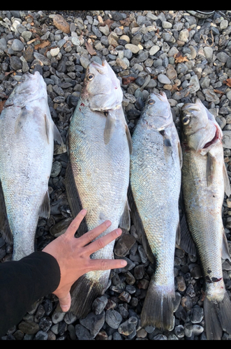 オオニベの釣果