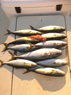 ハマチの釣果