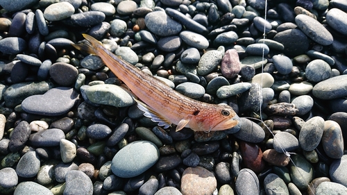 オキエソの釣果