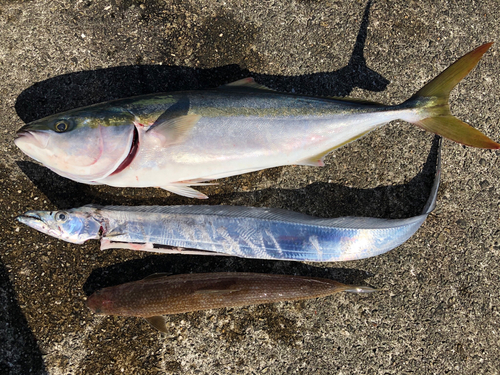 メジロの釣果