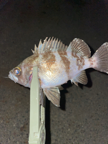 メバルの釣果