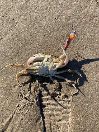 カニの釣果