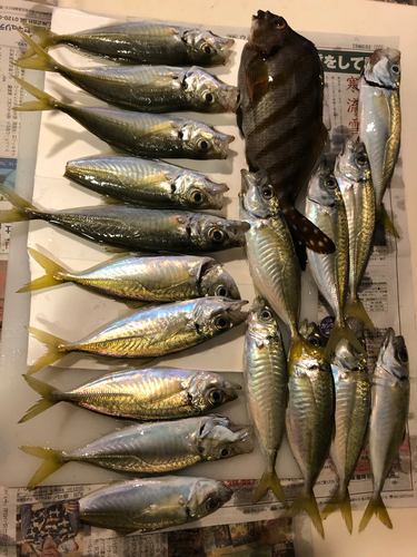 アジの釣果