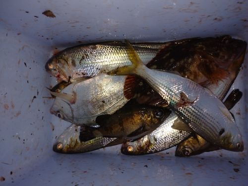 コハダの釣果