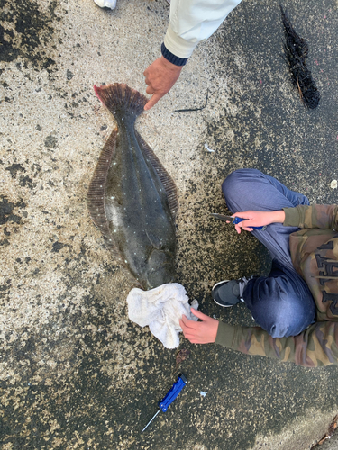 ヒラメの釣果