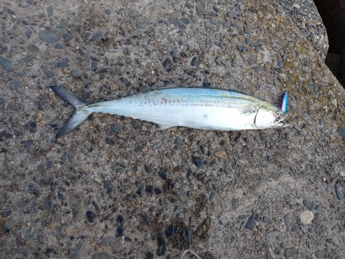 サゴシの釣果