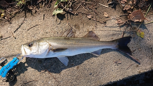 スズキの釣果