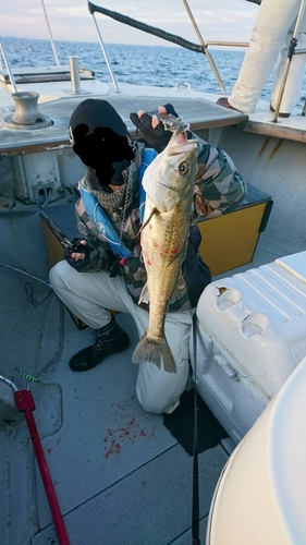 スズキの釣果