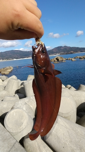 ドンコの釣果