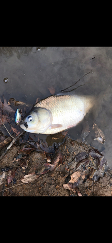 フナの釣果