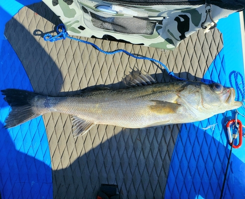 スズキの釣果