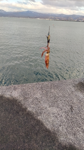 マメイカの釣果