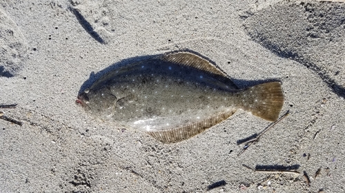 ヒラメの釣果