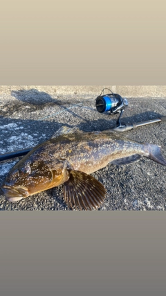 アイナメの釣果