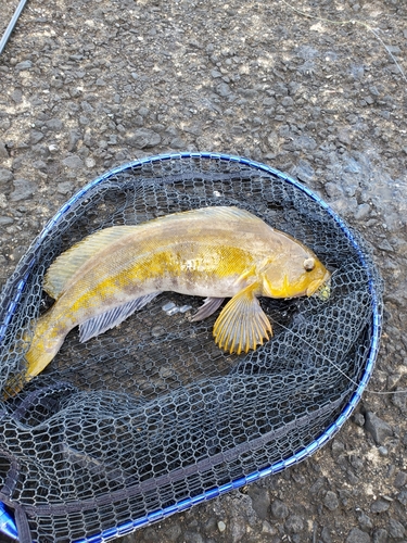 アイナメの釣果