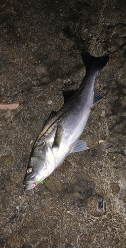 スズキの釣果