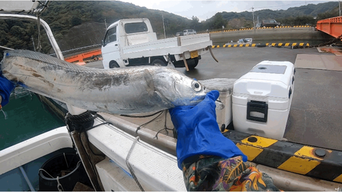 タチウオの釣果