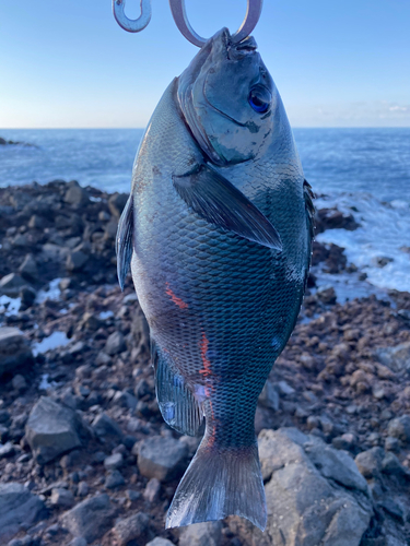 グレの釣果