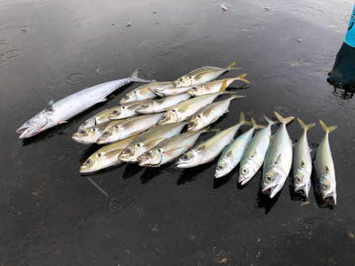 サゴシの釣果