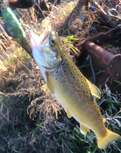 ブラウントラウトの釣果