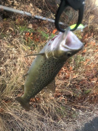 ブラウントラウトの釣果