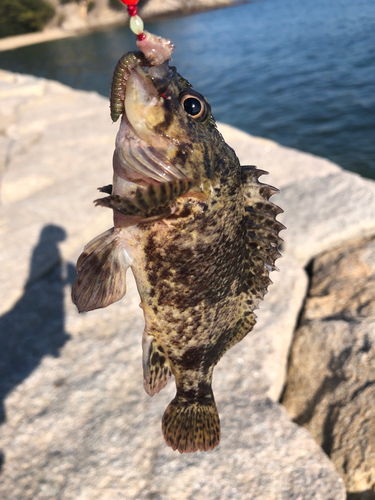 タケノコメバルの釣果