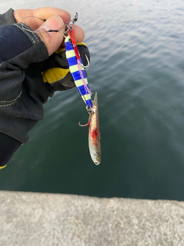 カタクチイワシの釣果