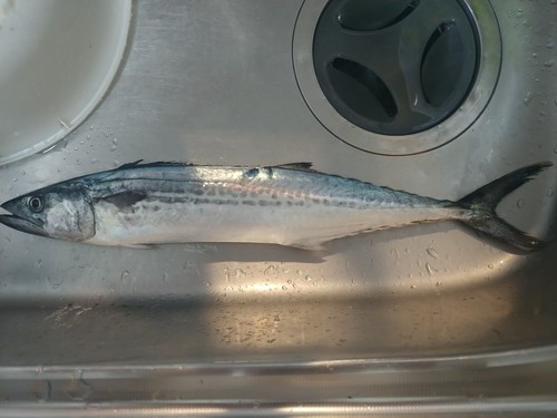 サゴシの釣果