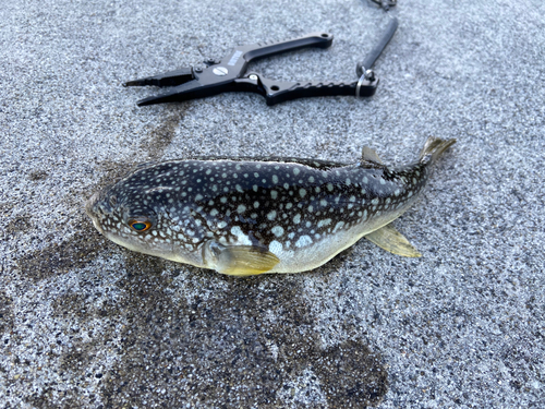 クサフグの釣果