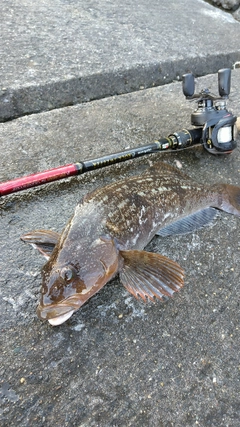 アイナメの釣果