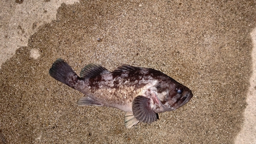 クロソイの釣果