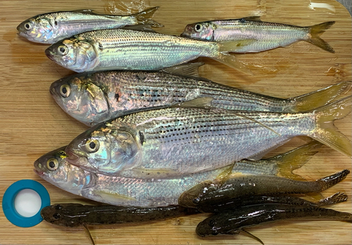 イワシの釣果